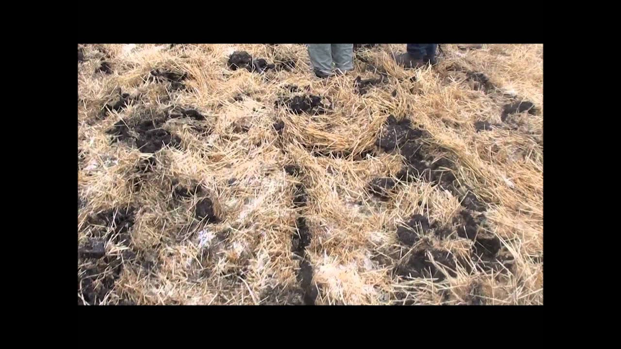 Fosston Field Day YouTube