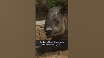 How Tapirs Help with Reforestation