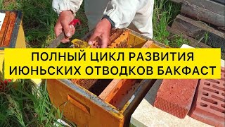 2023 Полный цикл развития июньских отводков Бакфаст с молодыми матками и получение мёда в Сибири