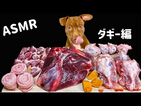 衝撃の音!!ピットブルの咀嚼音の睡眠導入効果がやばい【閲覧注意ASMR】