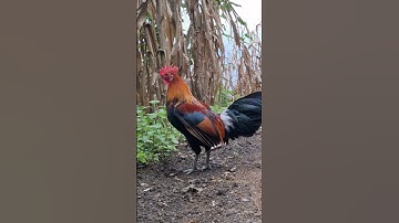 gà rừng số 1 đập cánh gáy cực hay.qaib qus tug 1 ntxuaj ti qua zoo tiag tiag