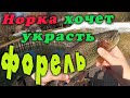 Рыбалка в Ленинградской области. Норка ворует рыбу.