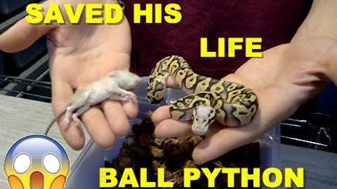 Saving My Baby Ball Python! How To Assist Feed!