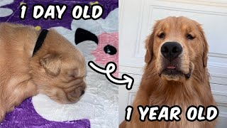 Golden Retriever Puppy's First Year | Must-see CUTE Compilation!
