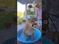 Ring Cam Catches Grandma Giving a Mountain Lion a Bath 😂 | AI Footage | #Sora2 #AIshorts