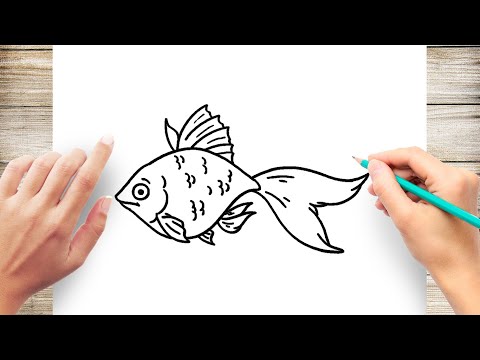 How to Draw Goldfish Step by Step