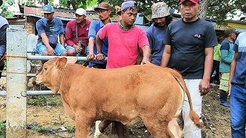 15 juta !! Babon Anak Super Calon Monster Jadi Tontonan !! Pasar Sapi Jatirogo 