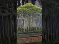 Bonsai Bringin Kimeng Exsotik, Indah Di Pandang