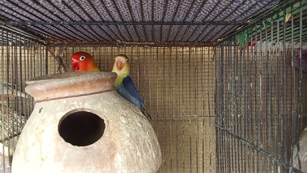 Love bird breeder pair 