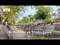 Nishinomiya Shukugawa Walking Tour - Hyogo Japan [4K/HDR/Binaural]