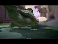 Luna Snow Ragdoll Ryona in Marvel Rivals 