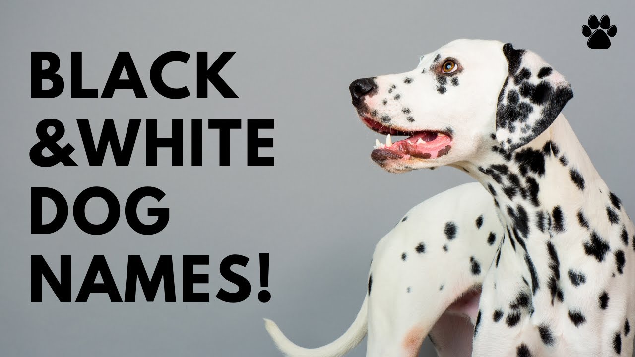what dog is black and white