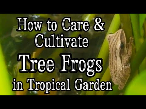 Video: Toads In The Garden - Cara Menarik Kodok - Tahu Cara Berkebun