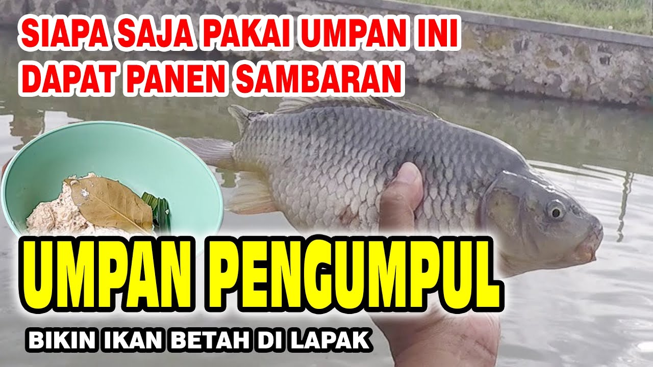 MASIH UMPAN IKAN MAS DAUN SALAM || PENGUMPUL IKAN PALING JITU