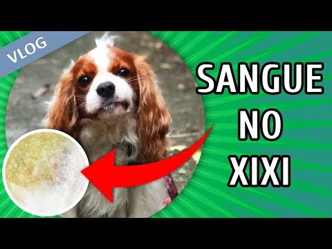 Vídeo: Você está no saber sobre comida de cachorro orgânico?