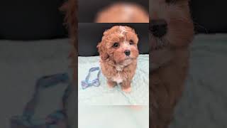 Jaxin 🩵 Reserved 🎉 He is a Toy Cavapoo #puppy #cute #toybreed #cavapoopuppy #cavapoo #cutepuppy