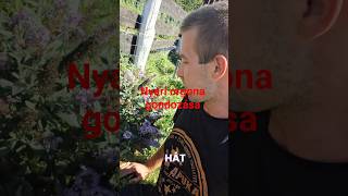 Nyári orgona (Buddleia davidii) #solyomkert #trending #viral #fyp