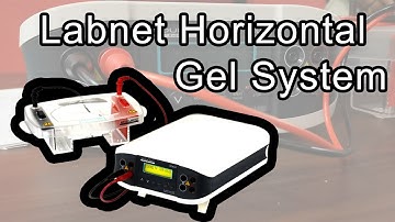 Gel Electrophoresis | Labnet Horizontal Gel System