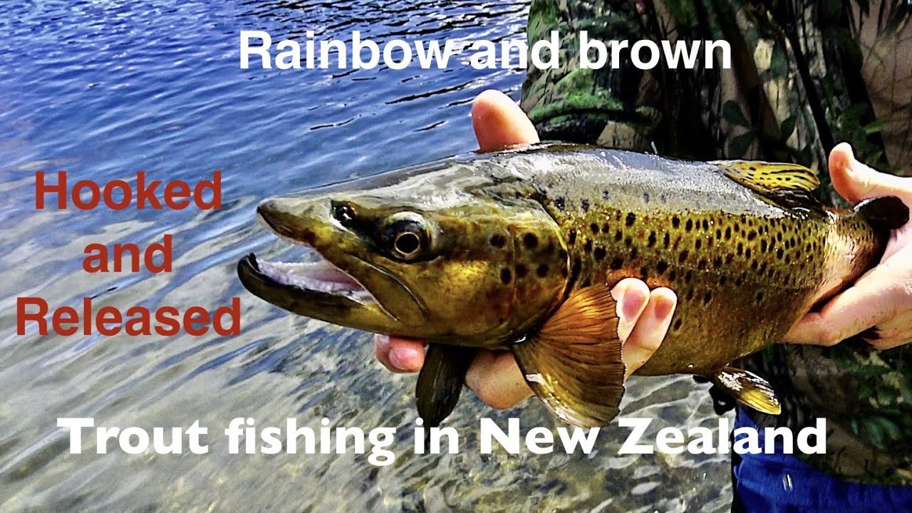 Trout fishing in Rotorua for Brown and Rainbow with soft bait in NZ
