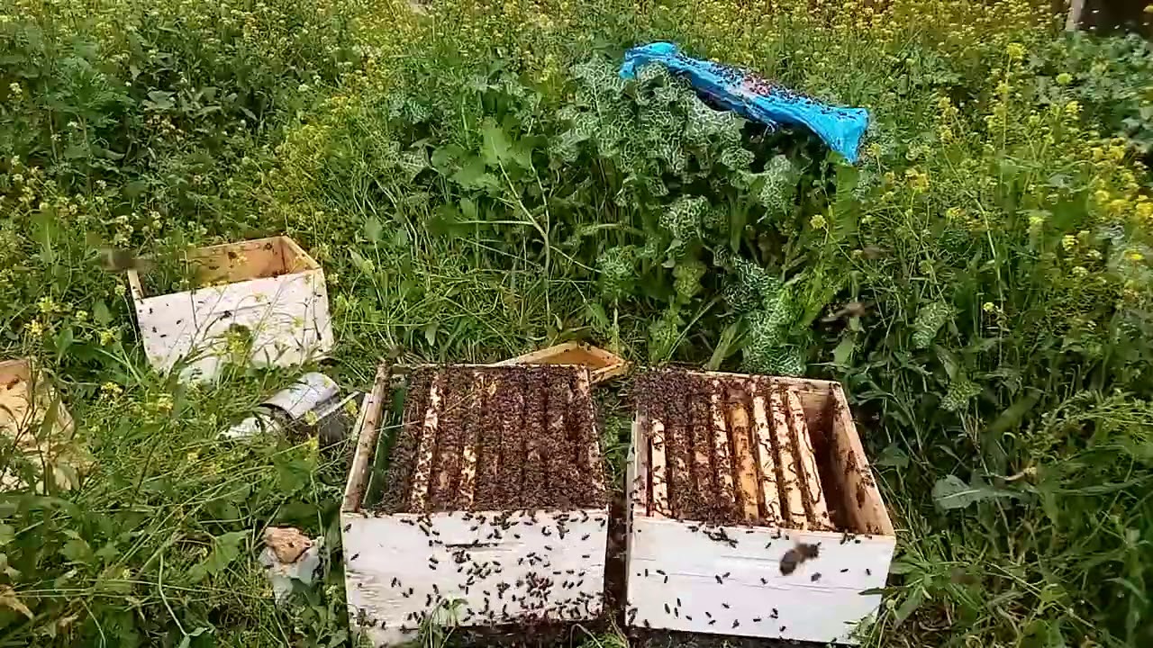 اسهل طريقة لتقسيم خلية  بعاسلة في شهر مارس خطوة بخطوة يوم 04/03/21  للمبتدئين في تربية النحل