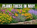 Plant These in MAY! 11 Tough Perennials That Thrive on Neglect All Summer Long