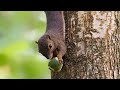 Wildlife Watching: Plantain Squirrel | Berlayer Creek Boardwalk