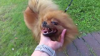Pomeranian and owner are BFF again by Vickynga 44 views 1 year ago 1 minute, 40 seconds