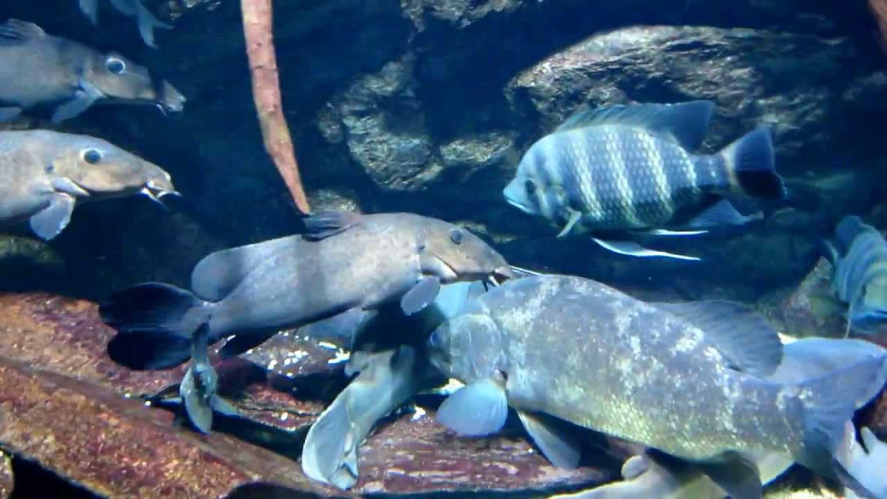 大型魚混泳水槽 Giant African Catfish 非洲大型鯰魚 Youtube