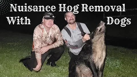 Removing Nuisance Hogs That are Causing Thousands in Damage.