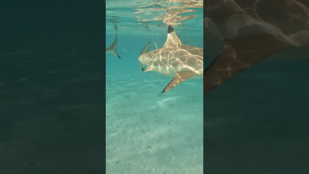 We Swam with Sharks and Rays in French Polynesia 🦈