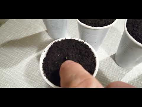Video: Kako uzgajati kaktus: 15 koraka (sa slikama)