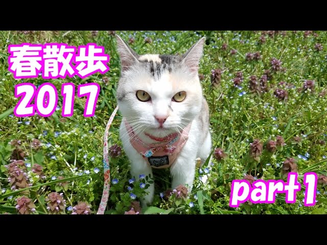 Walking cat, Spring encounter - Neko Cat Spring stroll 2017 part 1