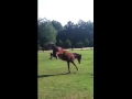 Horse feels better after multiple farts