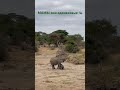 МАМЫ… они одинаковые .. 🐘♥️#мама #природа #слоны #африка #саренгети #танзания #сафари