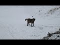 Wyoming Wolf Pack Shares Some Shenanigans || ViralHog