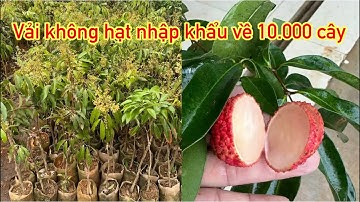 Phân biệt cây giống vải không hạt nhập khẩu chuẩn chất lượng khi mua hàng