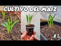 Como Cultivar Maíz De Palomitas 🌽 | 3 Métodos De Cultivo | Parte #1| La Huerta De Alber