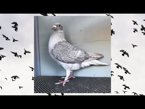 Video: Oude Vogel Legt Ei Op 60