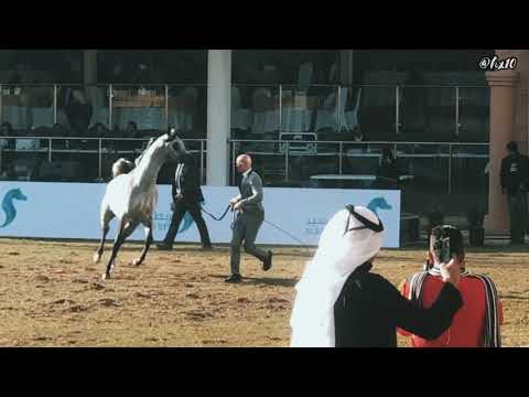 Maher AL Sayed ماهر السيد PSIAHF 2020 