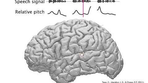 How human vocal pitch impacts cortical activity.