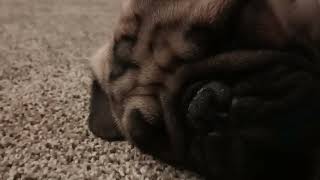 Pug ASMR