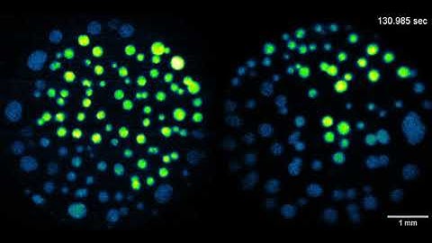 Spontaneous activity sequences in Long-Range Modular Neuronal Networks