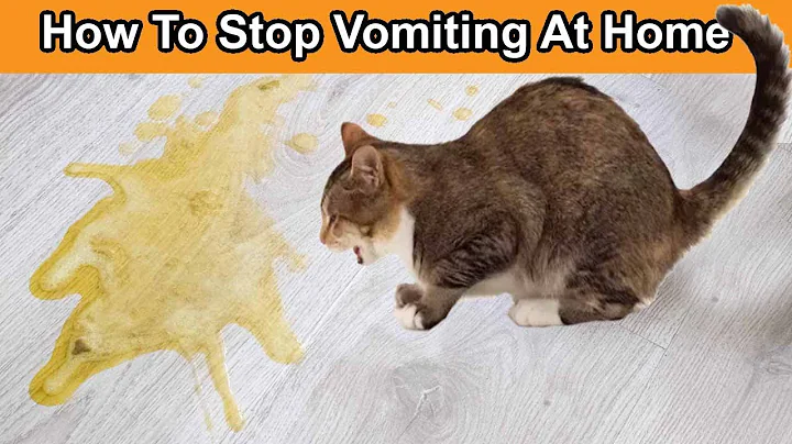 Why Do Cats Vomit How to Stop Vomiting At Home - DayDayNews