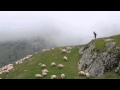 Cioban cu oile la pascut in Transalpina