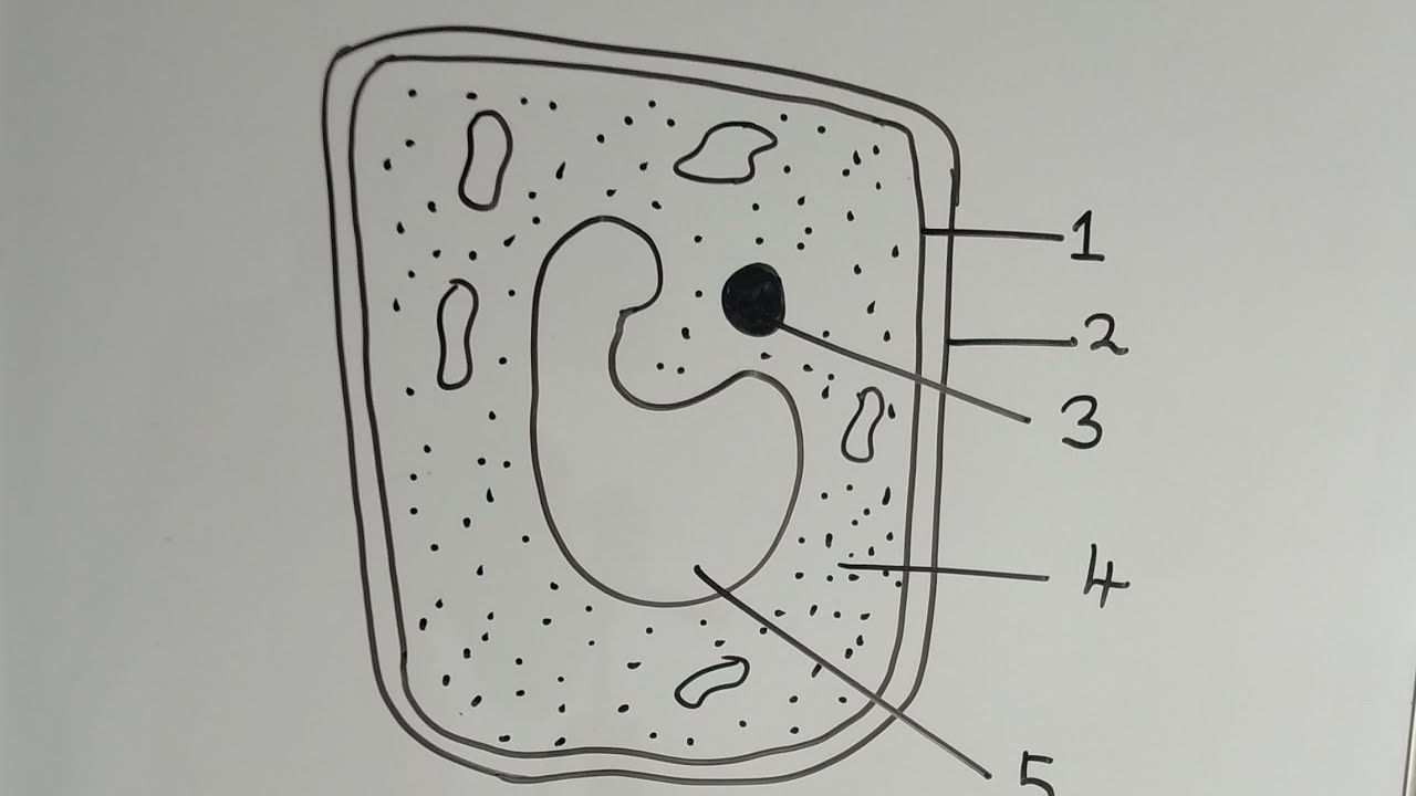 QUESTION AND ANSWER ON PLANT CELL
