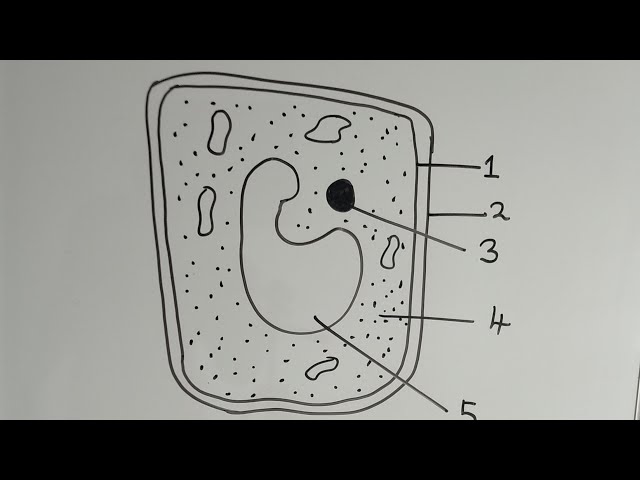 Plant Cell Diagram Unlabeled Simple