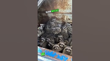 Unexpected Discovery: Trash Bin Surrounded by Curious Raccoons #shorts