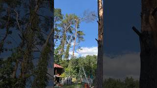 Rigging#Arboristika #Arboristlife#Chainsawman #Cuttingtrees#Treework #Husqvarna#Tree#Stihl#Arborist