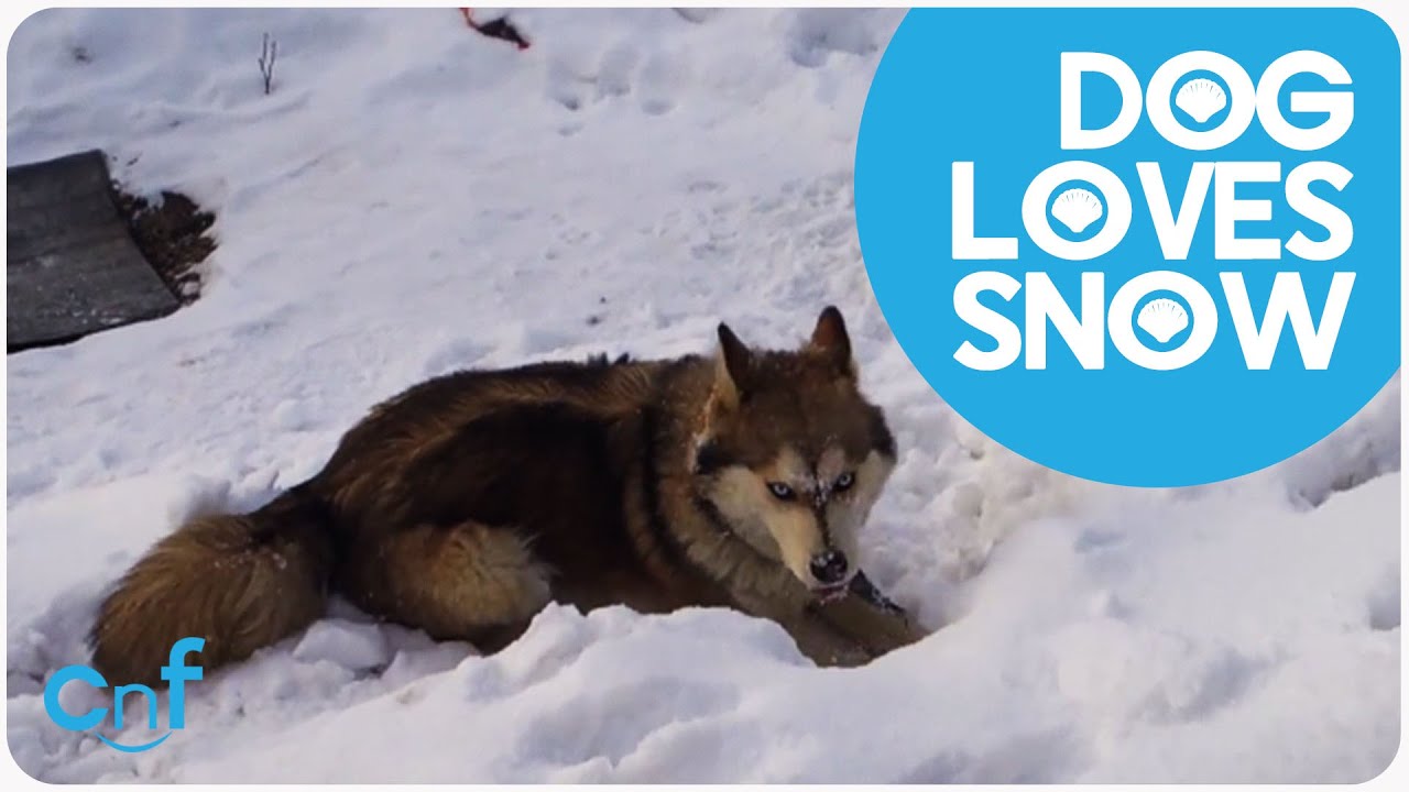 シベリアンハスキー犬が雪の中 楽しそうにはしゃぐはしゃぐ 海外の反応 りらっくすねいちゃー