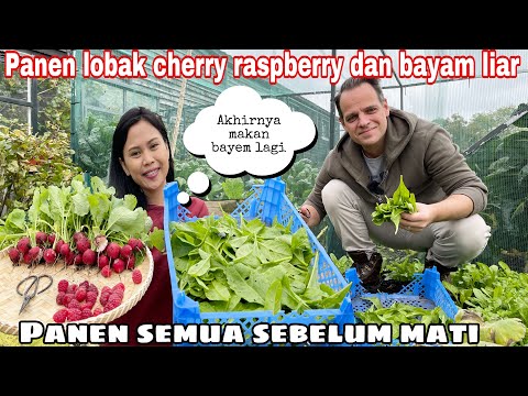 Video: Raspberry Bayam Yang Indah. Berkembang